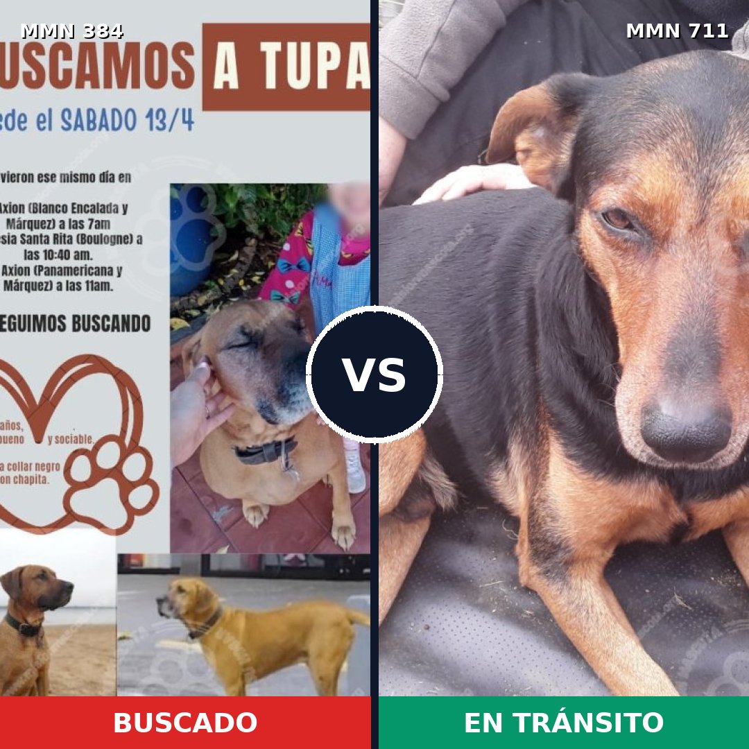 Comparativa MMS 11117: mascota perdida y mascota encontrada, 64% de similitud