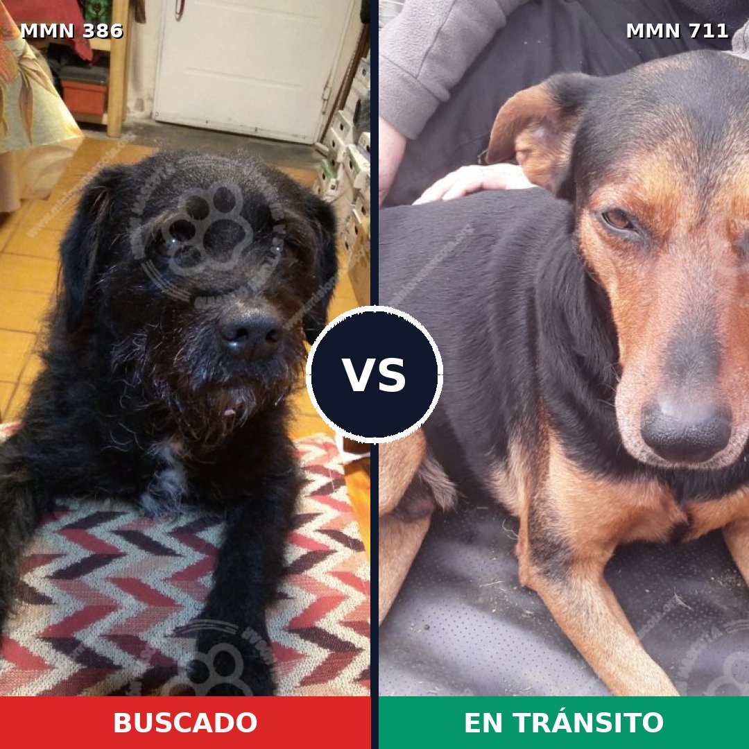 Comparativa MMS 11118: mascota perdida y mascota encontrada, 66% de similitud