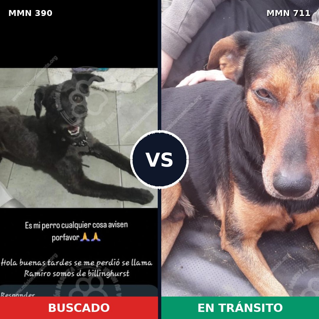 Comparativa MMS 11119: mascota perdida y mascota encontrada, 37% de similitud