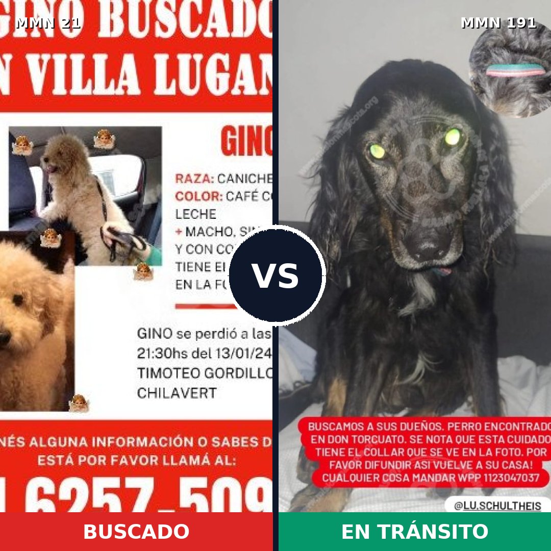 Comparativa MMS 1112: mascota perdida y mascota encontrada, 34% de similitud