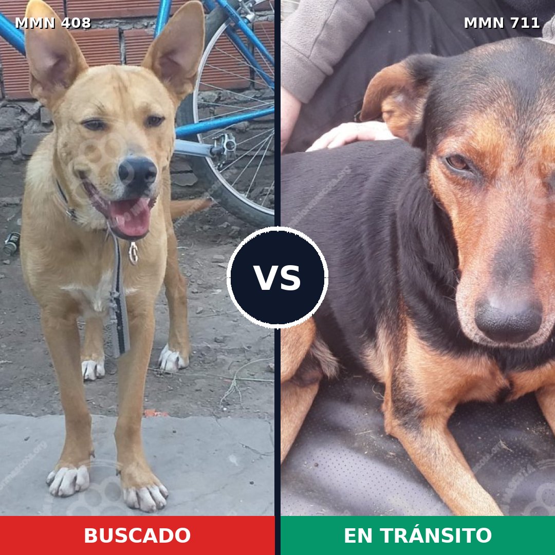 Comparativa MMS 11122: mascota perdida y mascota encontrada, 56% de similitud