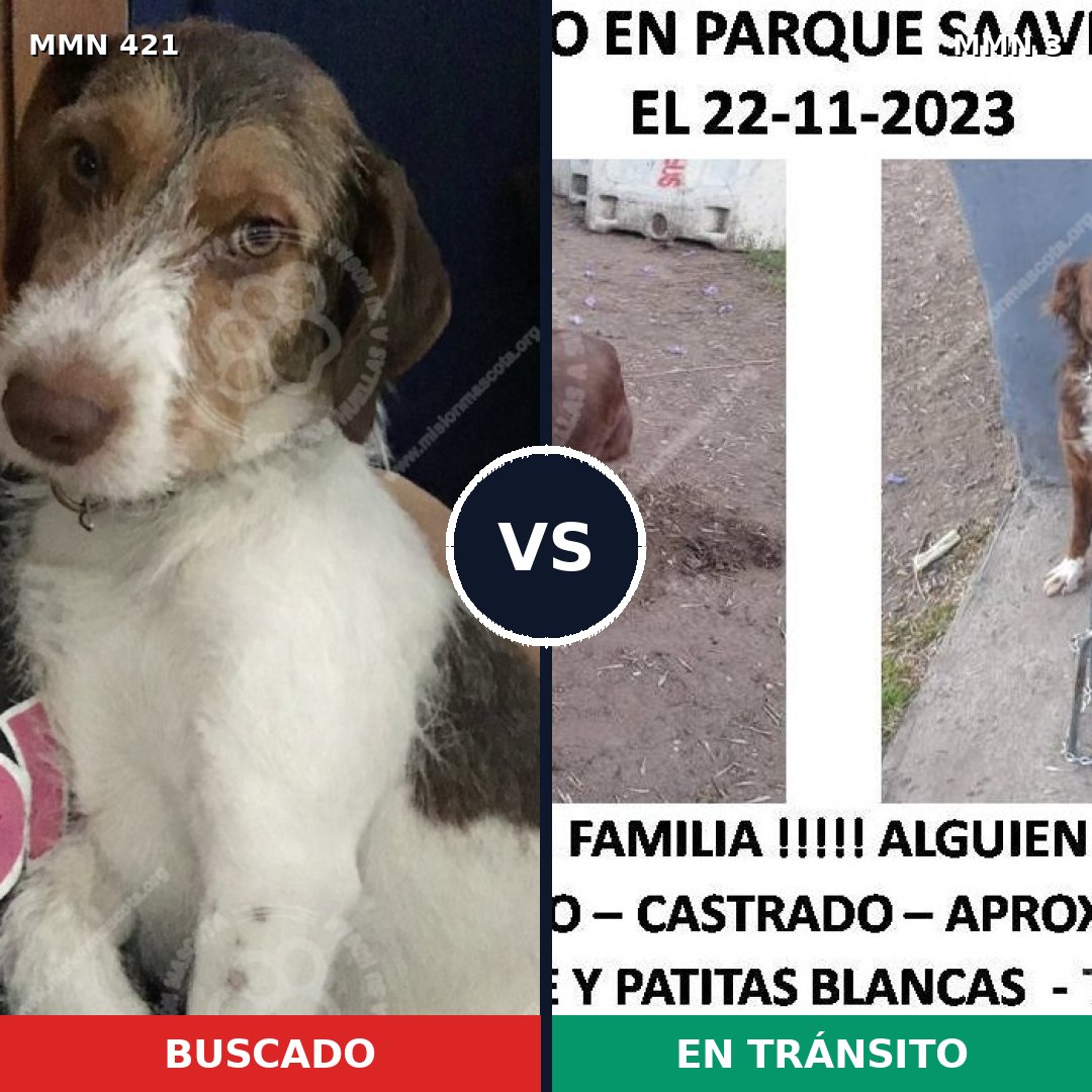 Comparativa MMS 11124: mascota perdida y mascota encontrada, 72% de similitud