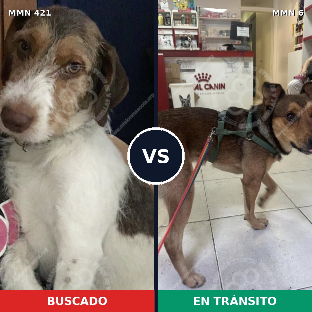 Comparativa MMS 11125: mascota perdida y mascota encontrada, 73% de similitud