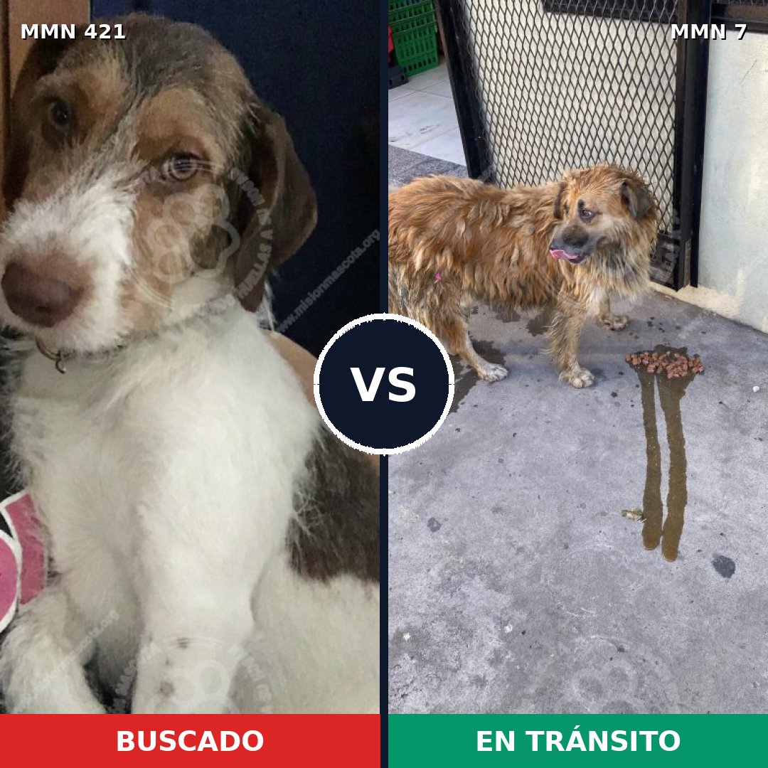 Comparativa MMS 11126: mascota perdida y mascota encontrada, 65% de similitud