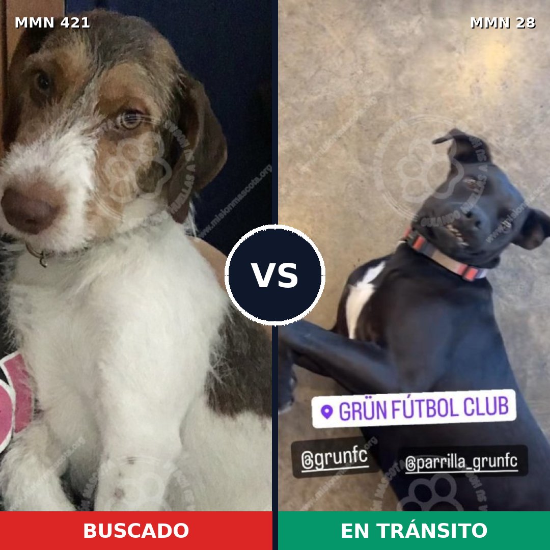 Comparativa MMS 11128: mascota perdida y mascota encontrada, 72% de similitud