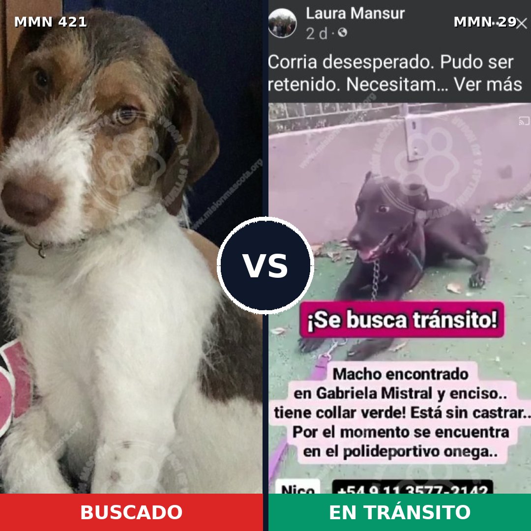 Comparativa MMS 11129: mascota perdida y mascota encontrada, 56% de similitud