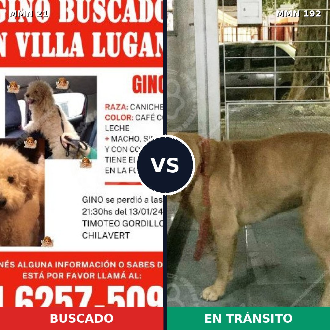 Comparativa MMS 1113: mascota perdida y mascota encontrada, 17% de similitud