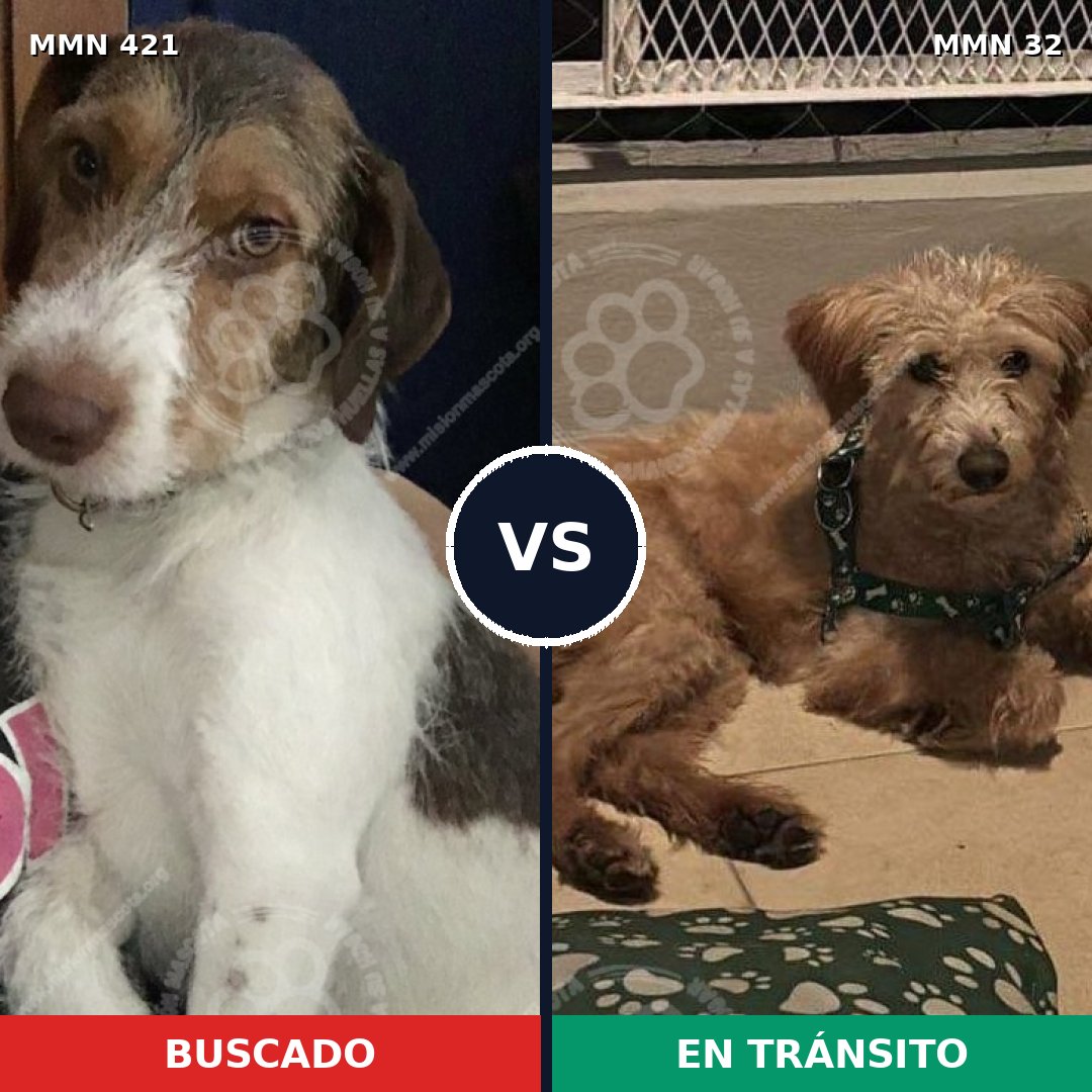 Comparativa MMS 11130: mascota perdida y mascota encontrada, 67% de similitud