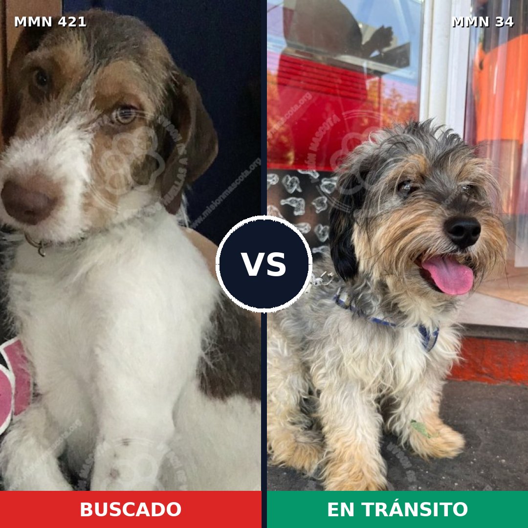 Comparativa MMS 11131: mascota perdida y mascota encontrada, 56% de similitud