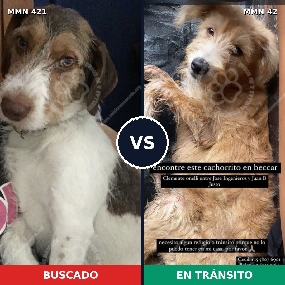 Comparativa MMS 11132: mascota perdida y mascota encontrada, 55% de similitud