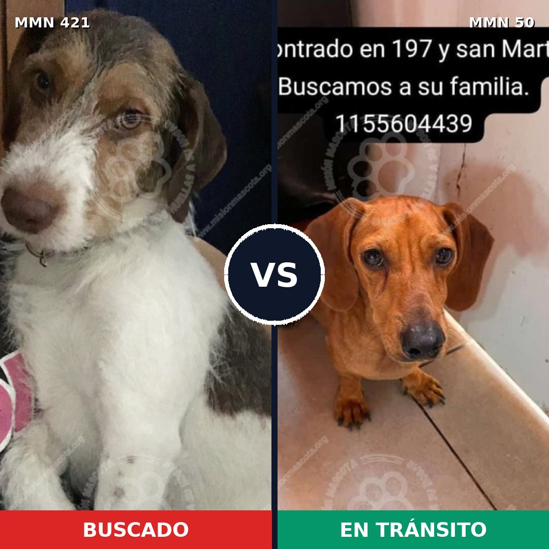Comparativa MMS 11133: mascota perdida y mascota encontrada, 31% de similitud