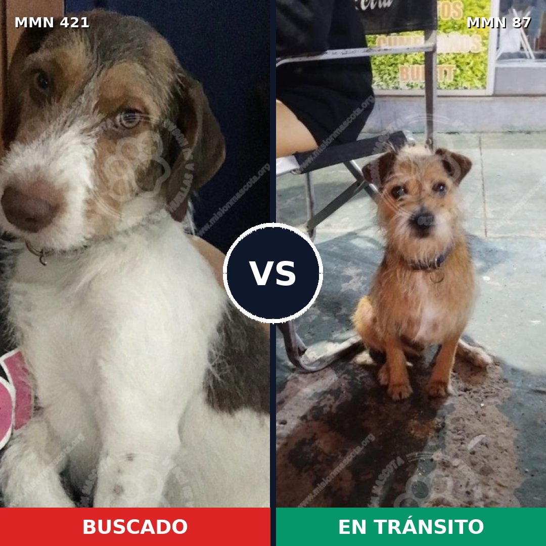 Comparativa MMS 11135: mascota perdida y mascota encontrada, 74% de similitud