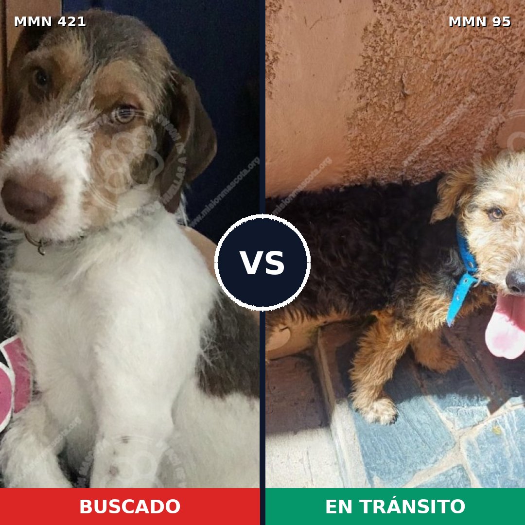 Comparativa MMS 11136: mascota perdida y mascota encontrada, 68% de similitud