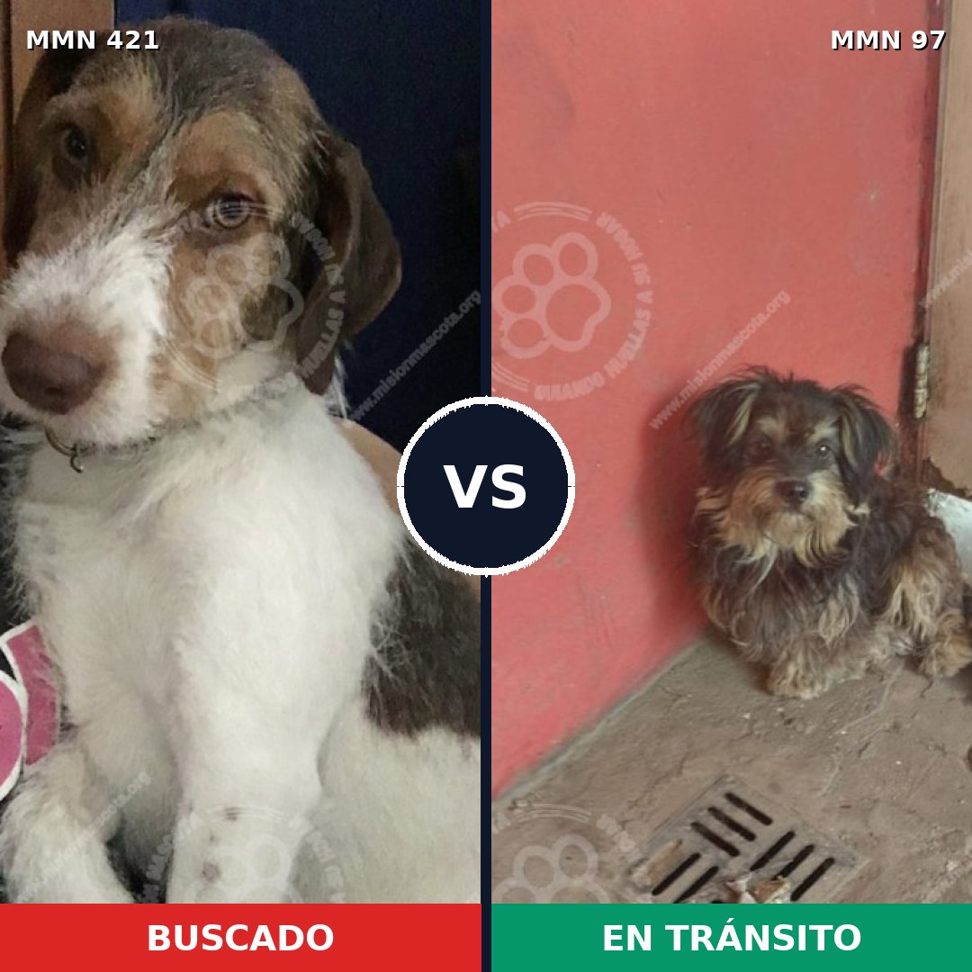 Comparativa MMS 11137: mascota perdida y mascota encontrada, 56% de similitud