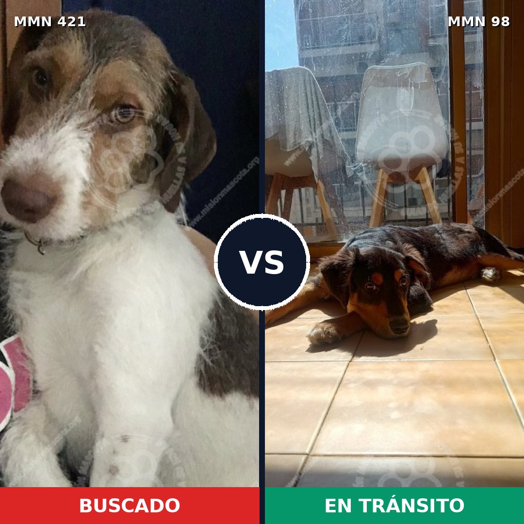 Comparativa MMS 11138: mascota perdida y mascota encontrada, 71% de similitud