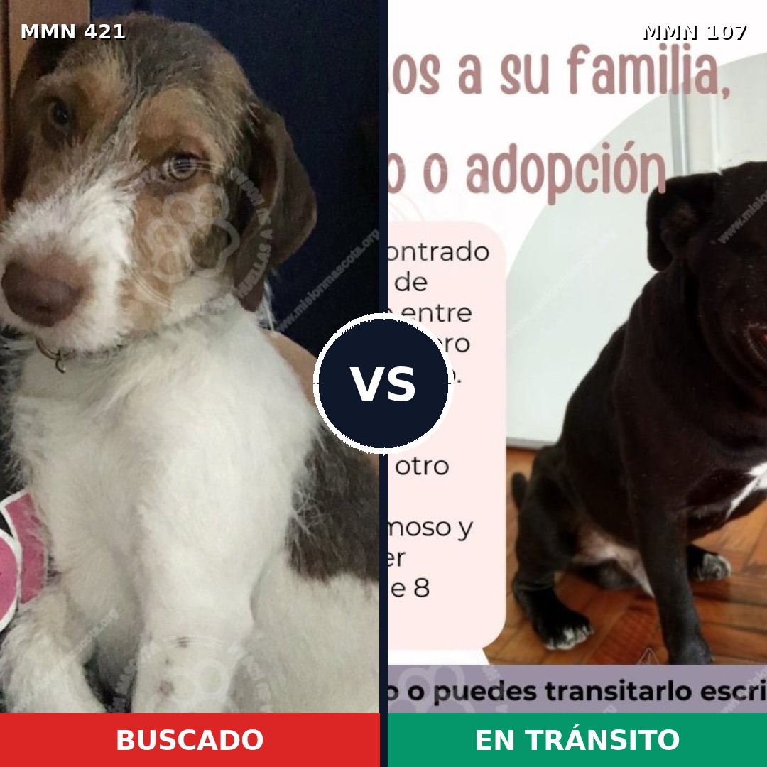 Comparativa MMS 11139: mascota perdida y mascota encontrada, 75% de similitud
