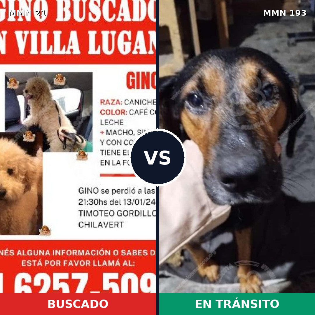 Comparativa MMS 1114: mascota perdida y mascota encontrada, 29% de similitud