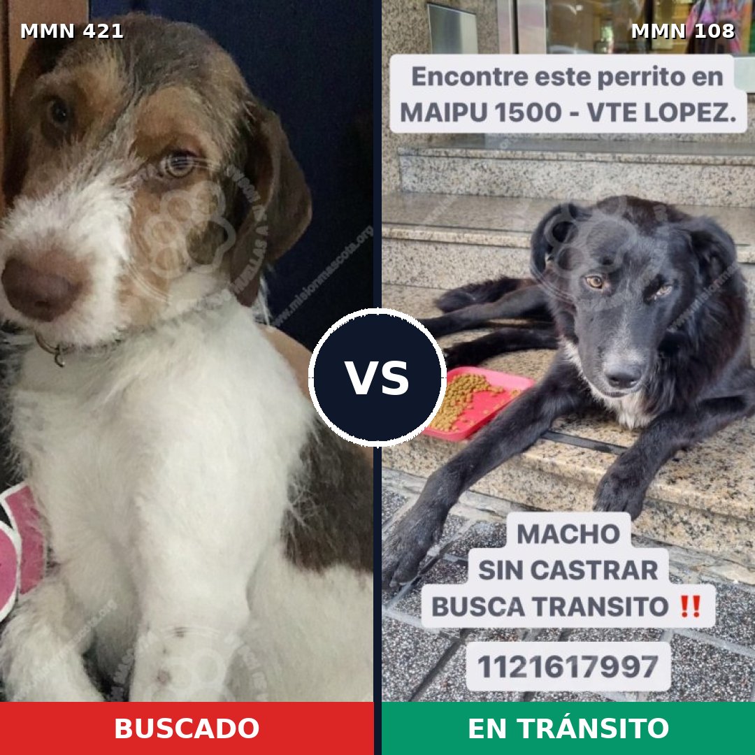 Comparativa MMS 11140: mascota perdida y mascota encontrada, 73% de similitud