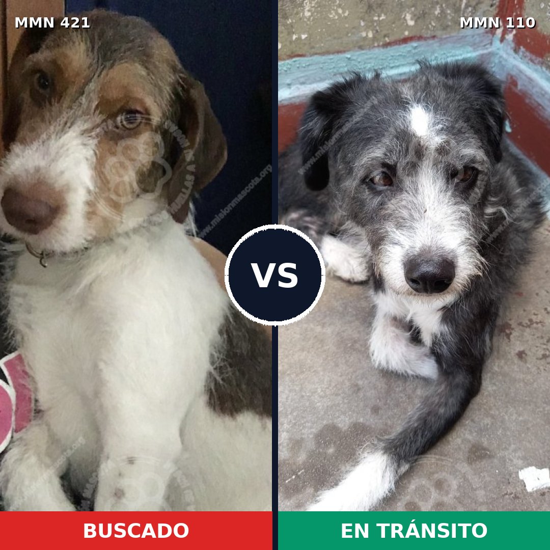 Comparativa MMS 11141: mascota perdida y mascota encontrada, 70% de similitud