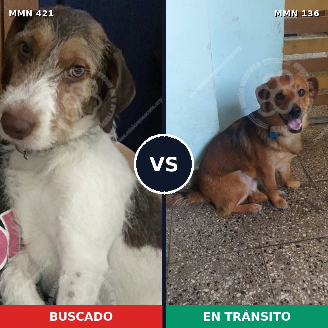 Comparativa MMS 11143: mascota perdida y mascota encontrada, 70% de similitud