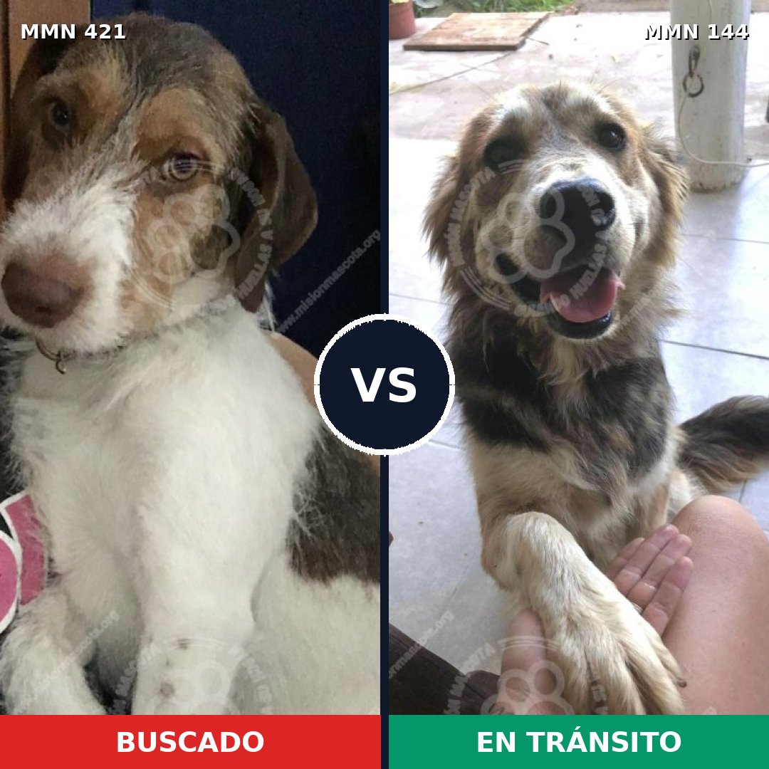 Comparativa MMS 11144: mascota perdida y mascota encontrada, 67% de similitud