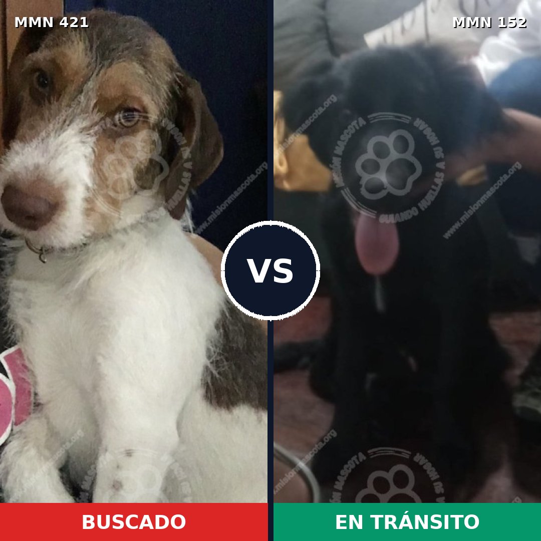 Comparativa MMS 11145: mascota perdida y mascota encontrada, 66% de similitud