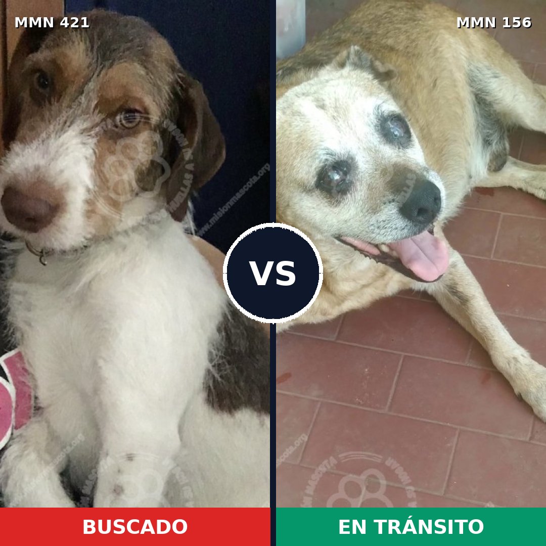 Comparativa MMS 11146: mascota perdida y mascota encontrada, 69% de similitud