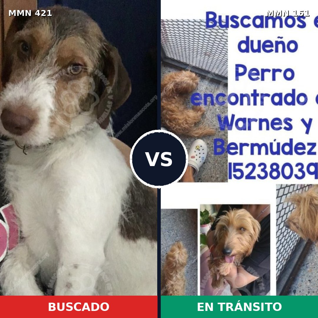 Comparativa MMS 11147: mascota perdida y mascota encontrada, 71% de similitud