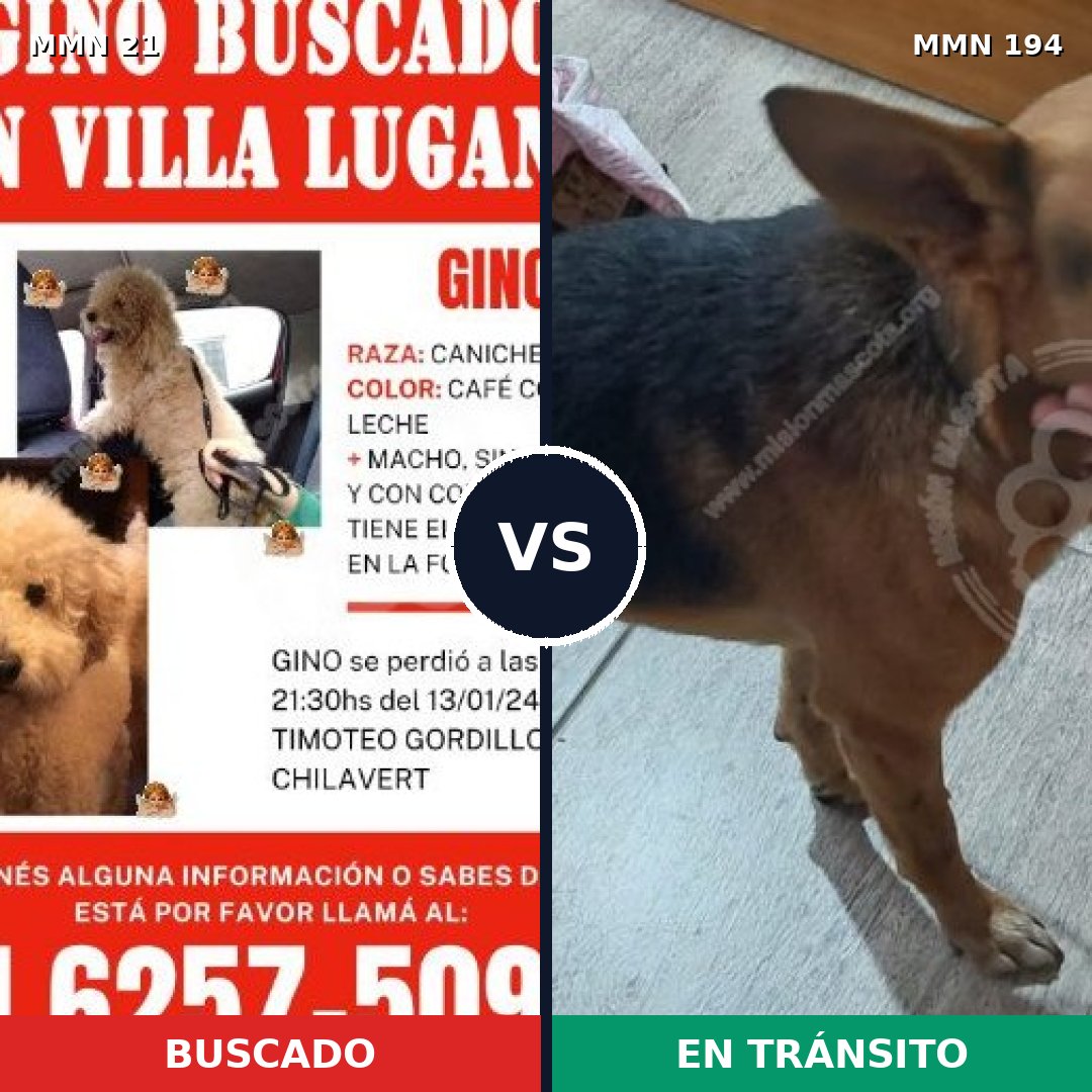 Comparativa MMS 1115: mascota perdida y mascota encontrada, 35% de similitud