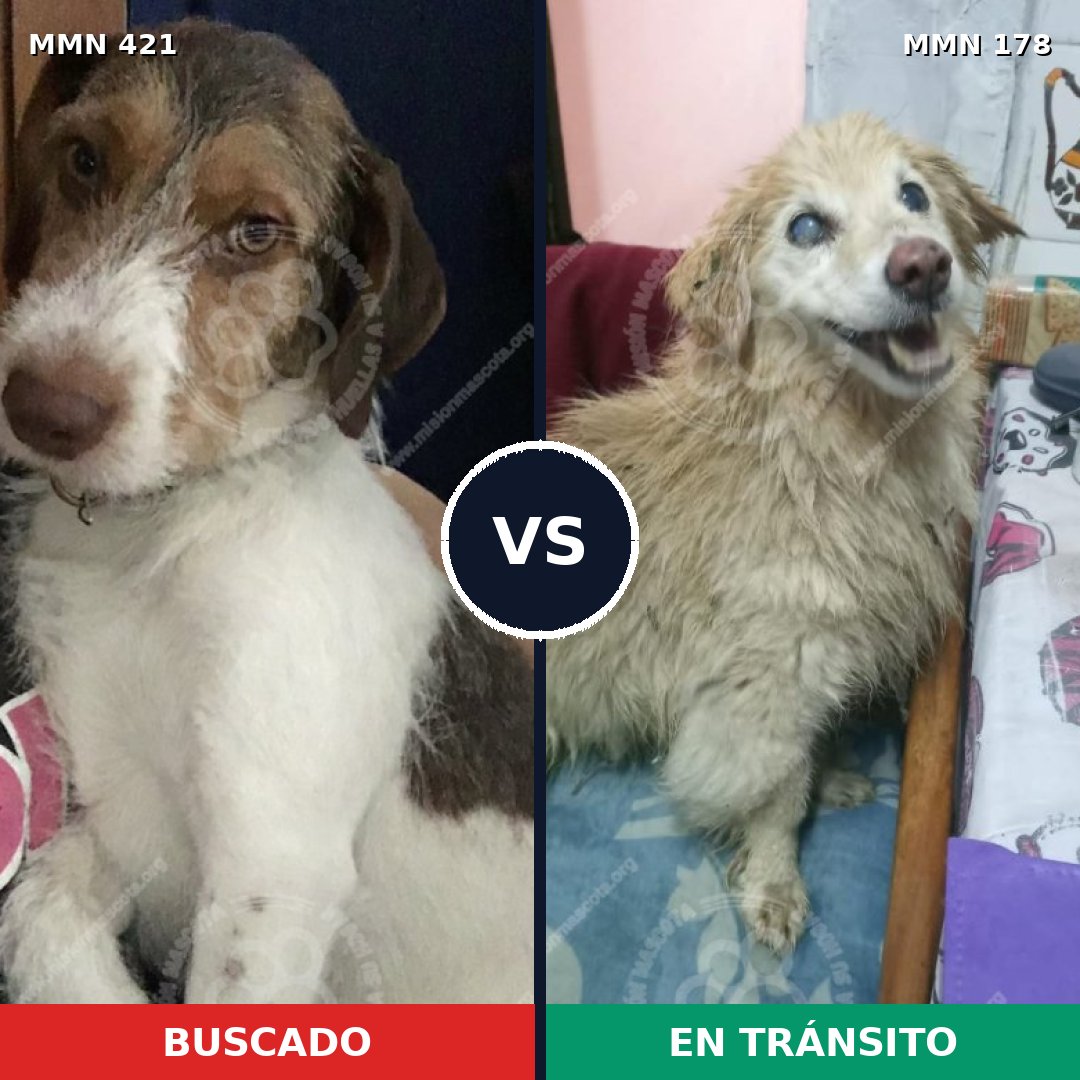 Comparativa MMS 11151: mascota perdida y mascota encontrada, 73% de similitud