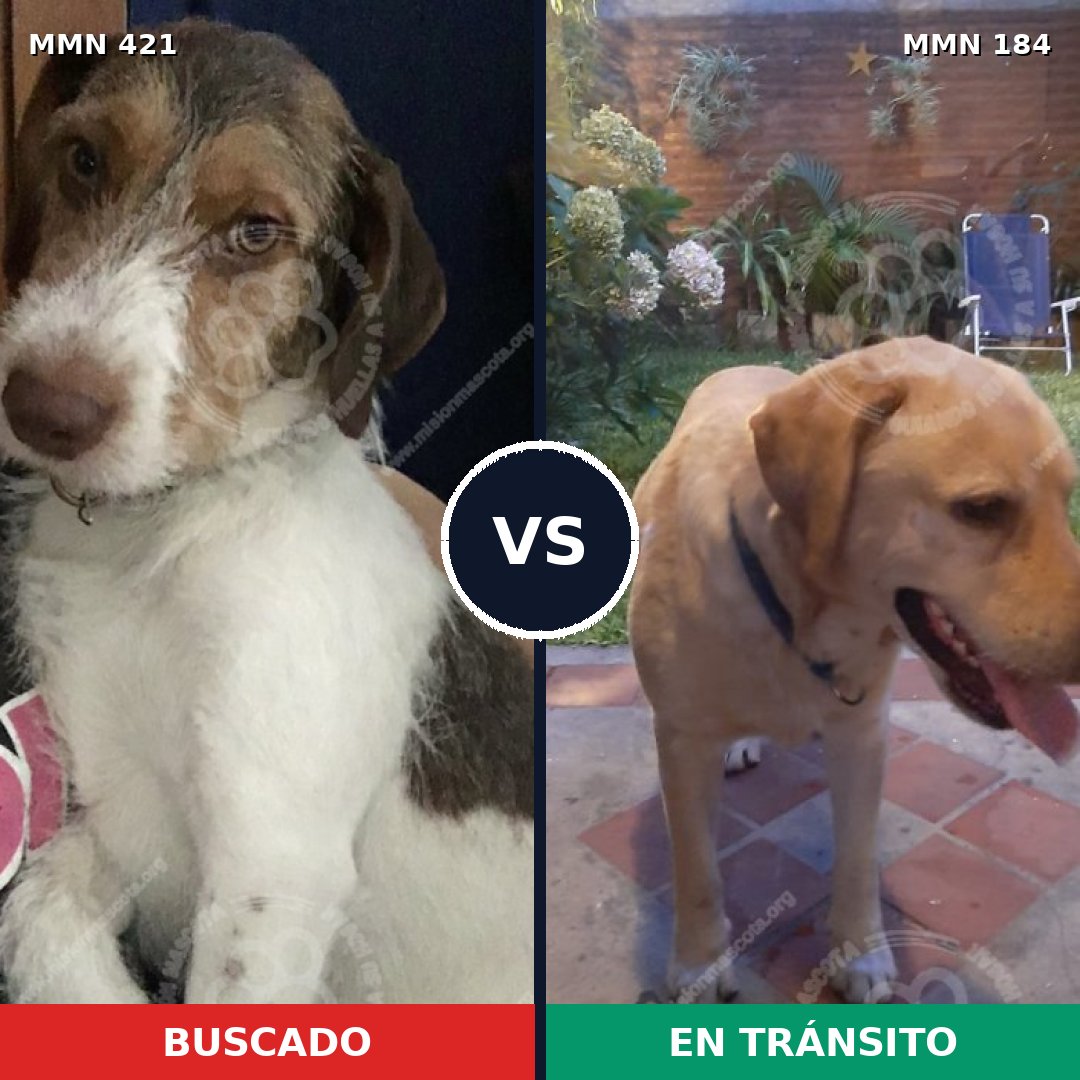 Comparativa MMS 11152: mascota perdida y mascota encontrada, 61% de similitud