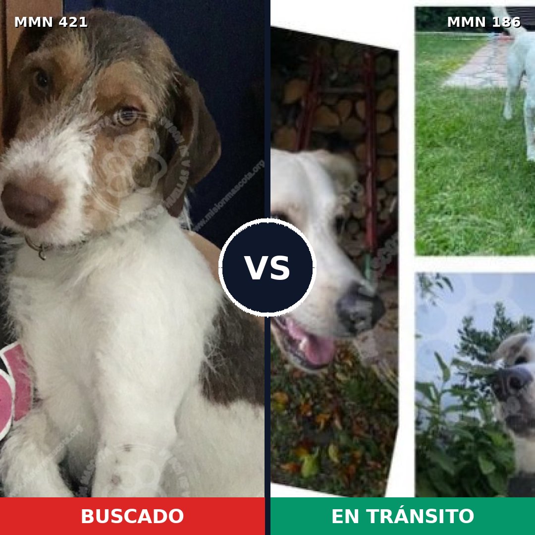 Comparativa MMS 11153: mascota perdida y mascota encontrada, 58% de similitud