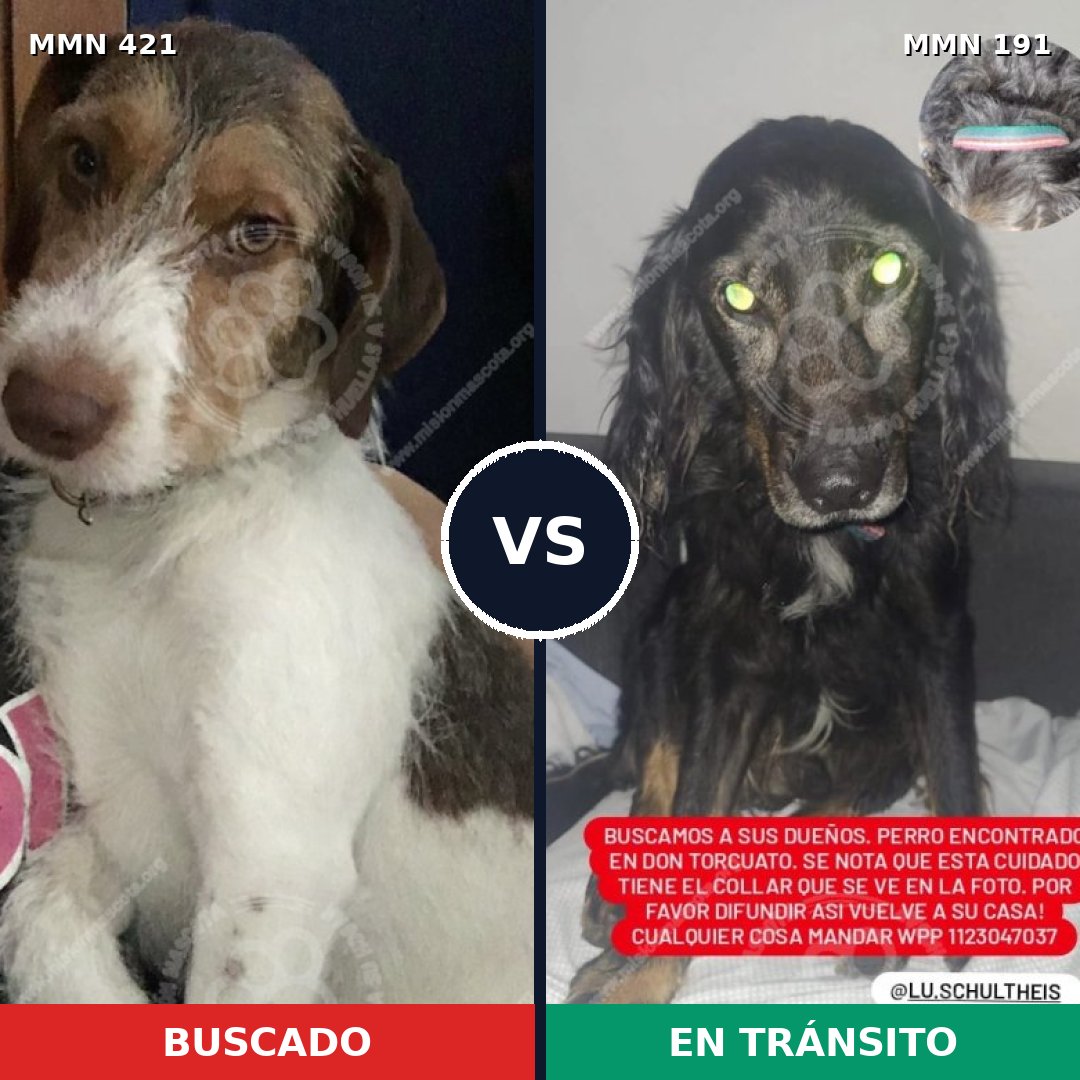Comparativa MMS 11154: mascota perdida y mascota encontrada, 70% de similitud