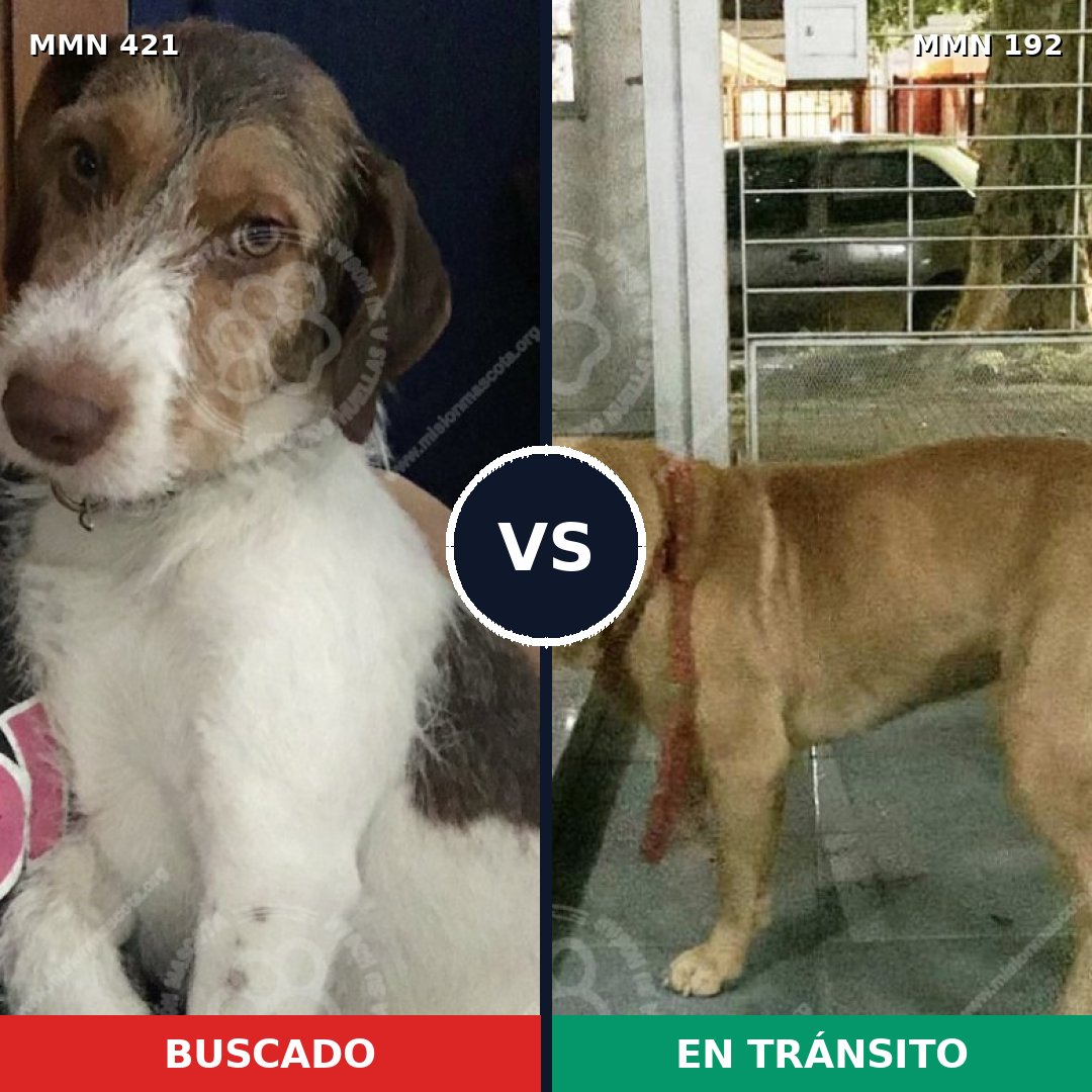 Comparativa MMS 11155: mascota perdida y mascota encontrada, 60% de similitud