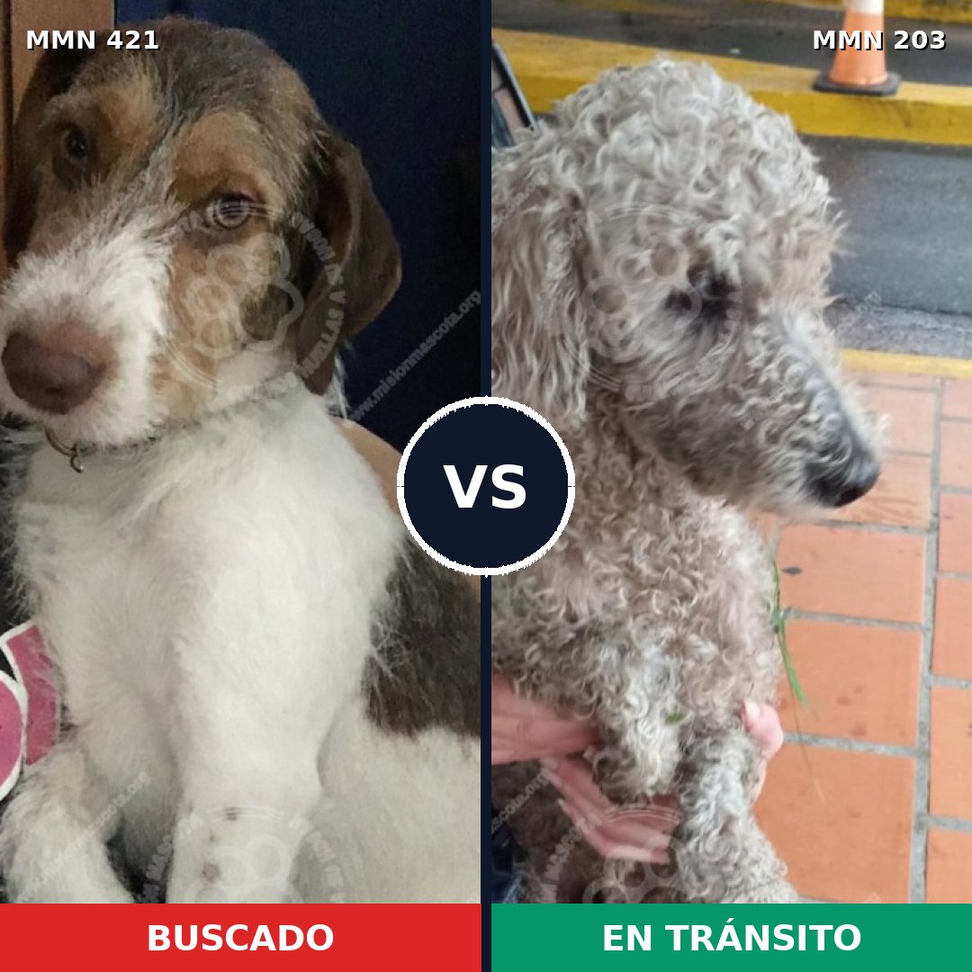 Comparativa MMS 11157: mascota perdida y mascota encontrada, 34% de similitud