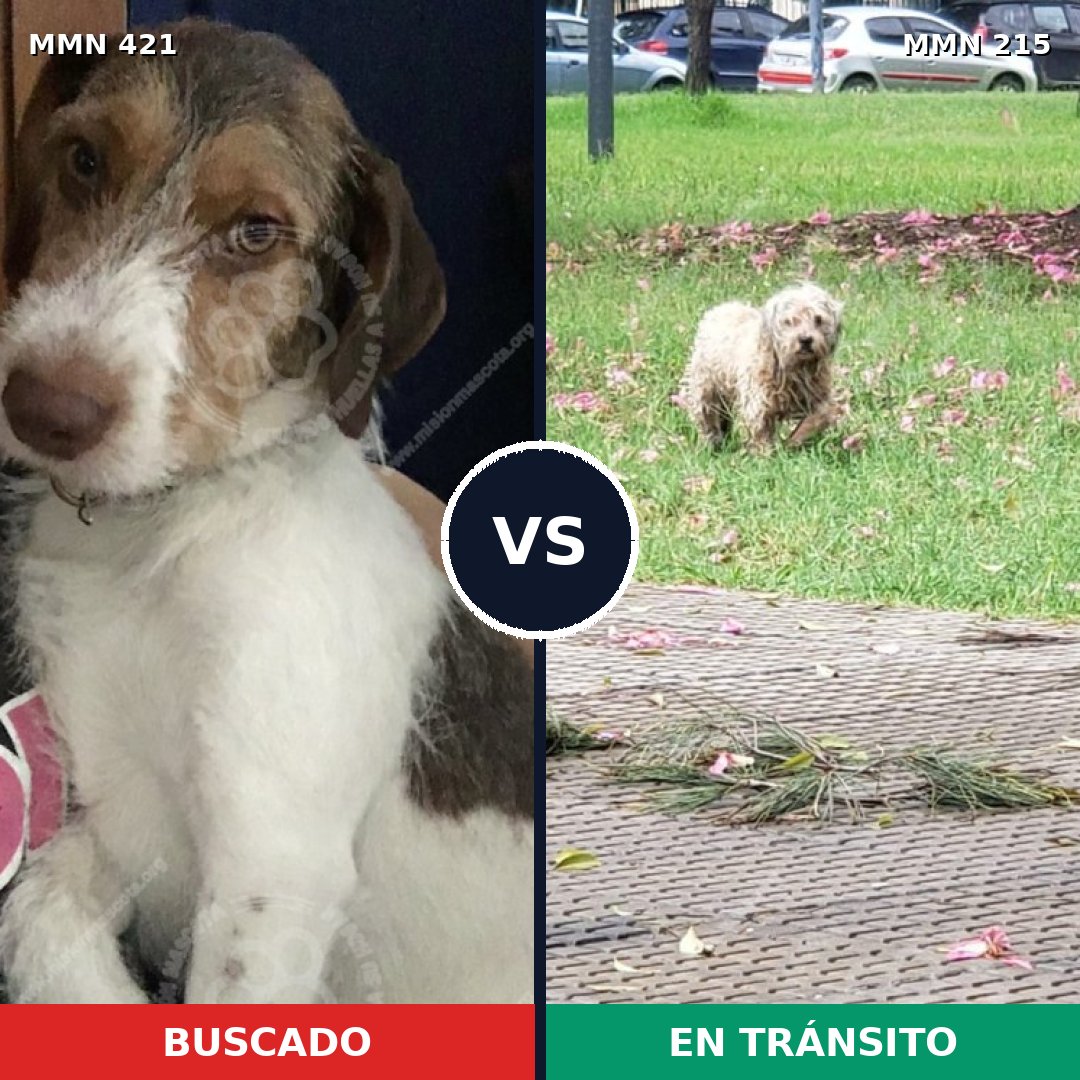 Comparativa MMS 11158: mascota perdida y mascota encontrada, 62% de similitud