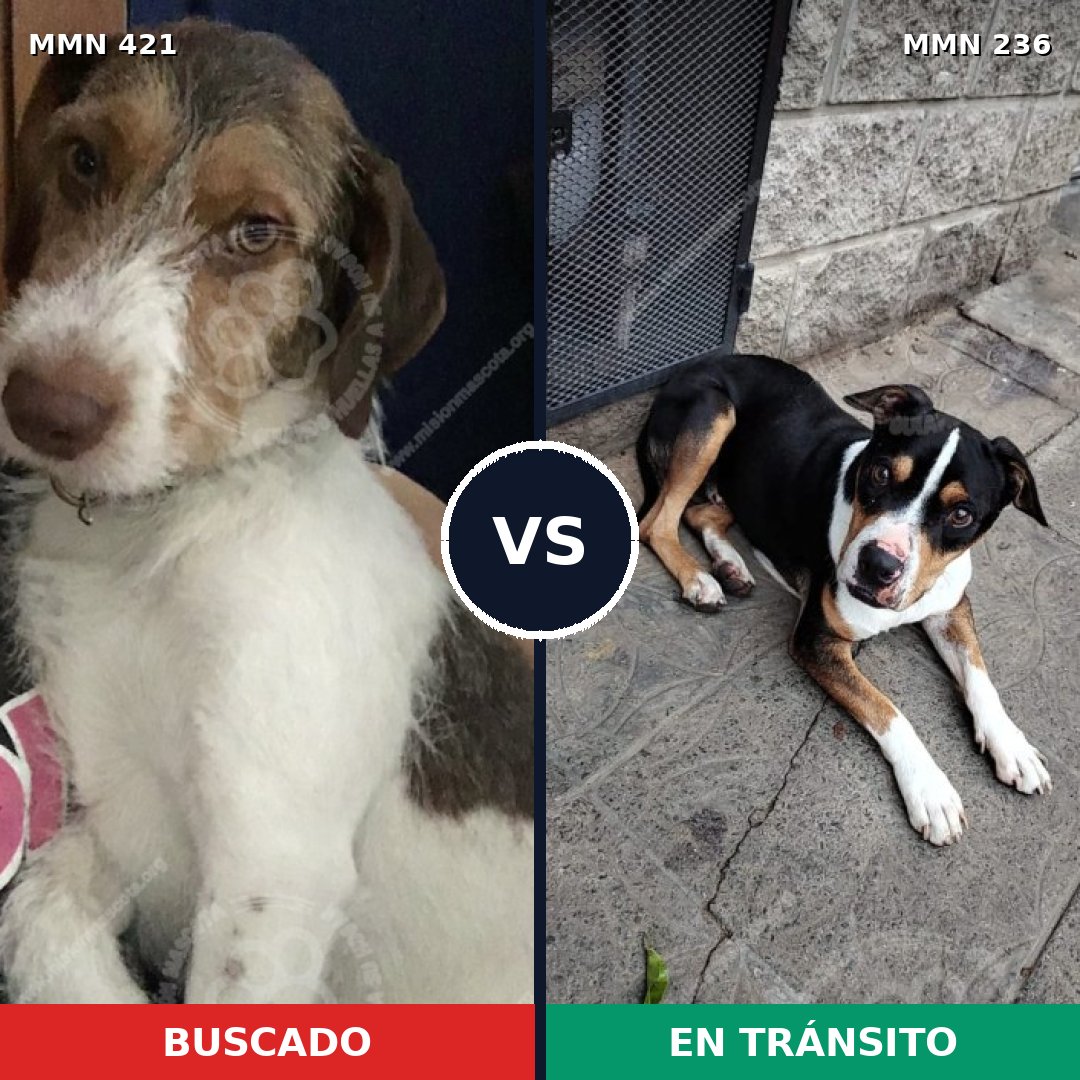 Comparativa MMS 11159: mascota perdida y mascota encontrada, 44% de similitud