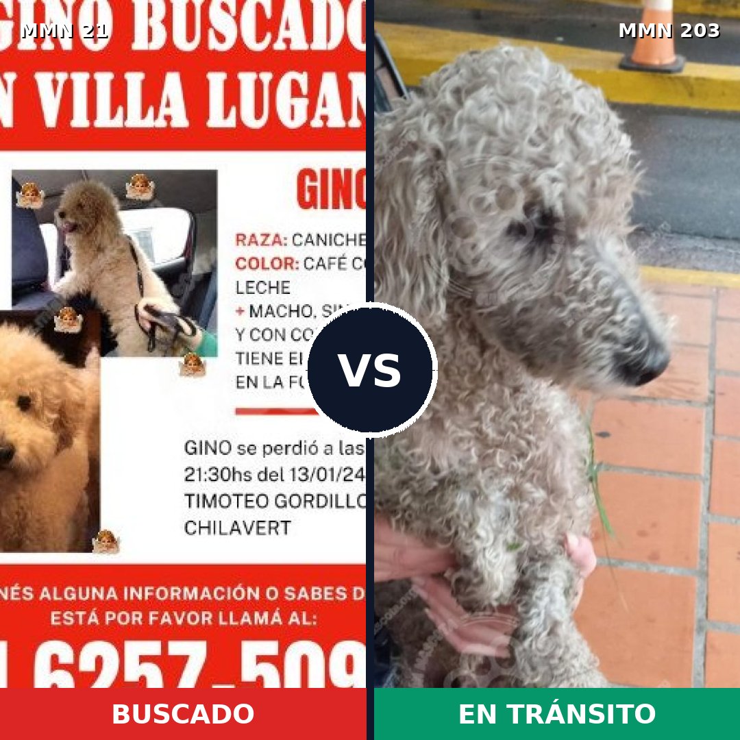 Comparativa MMS 1116: mascota perdida y mascota encontrada, 77% de similitud