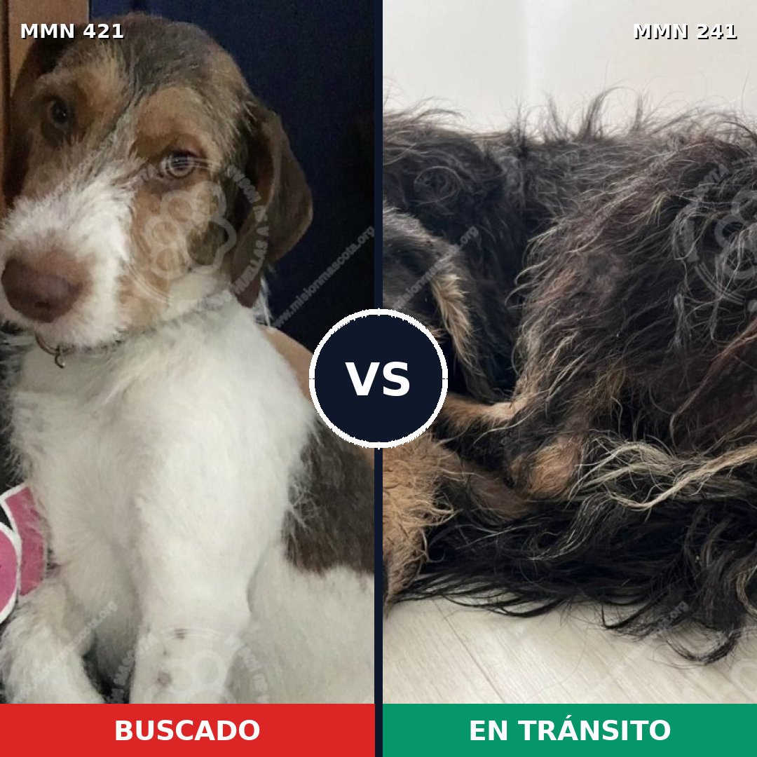 Comparativa MMS 11160: mascota perdida y mascota encontrada, 56% de similitud