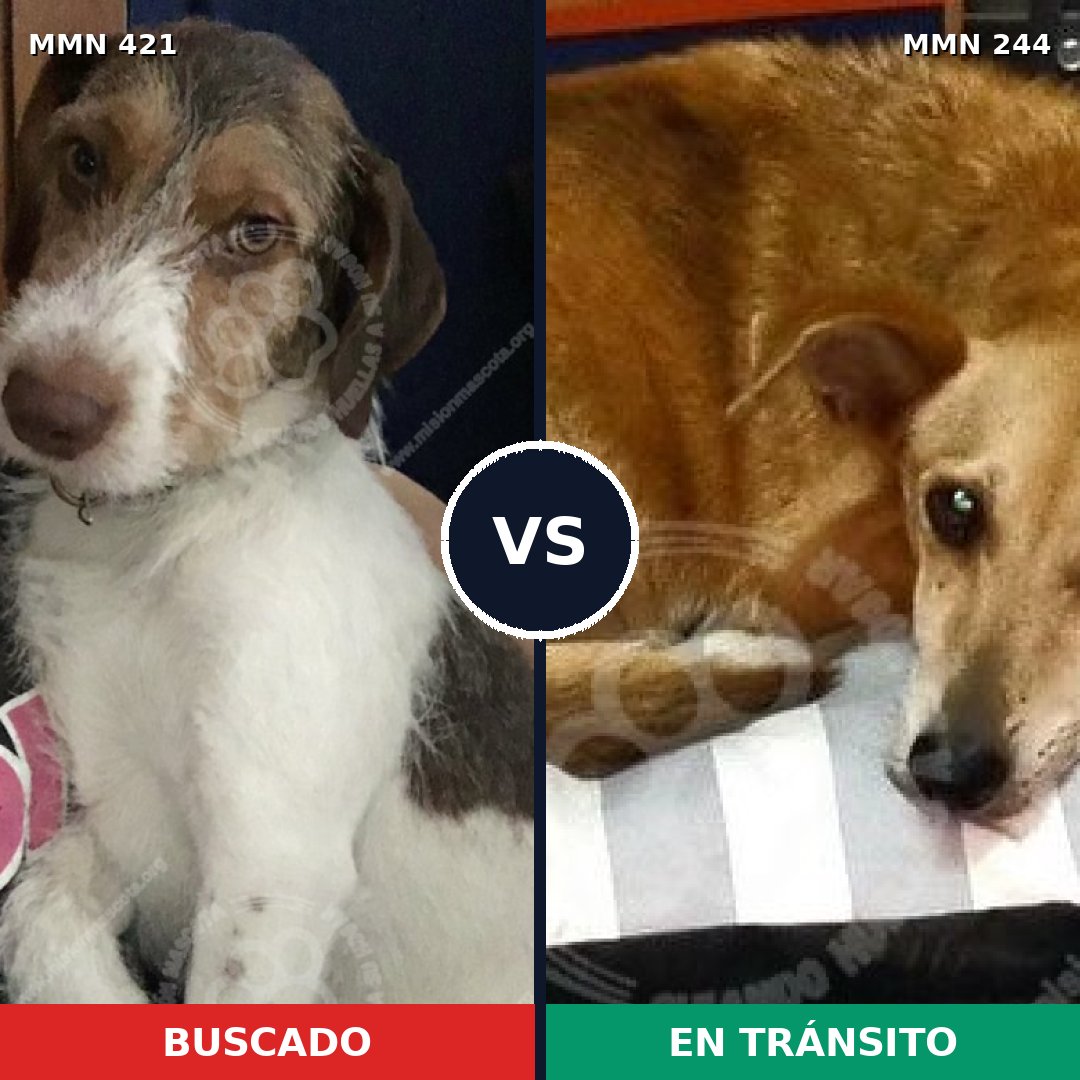 Comparativa MMS 11161: mascota perdida y mascota encontrada, 72% de similitud