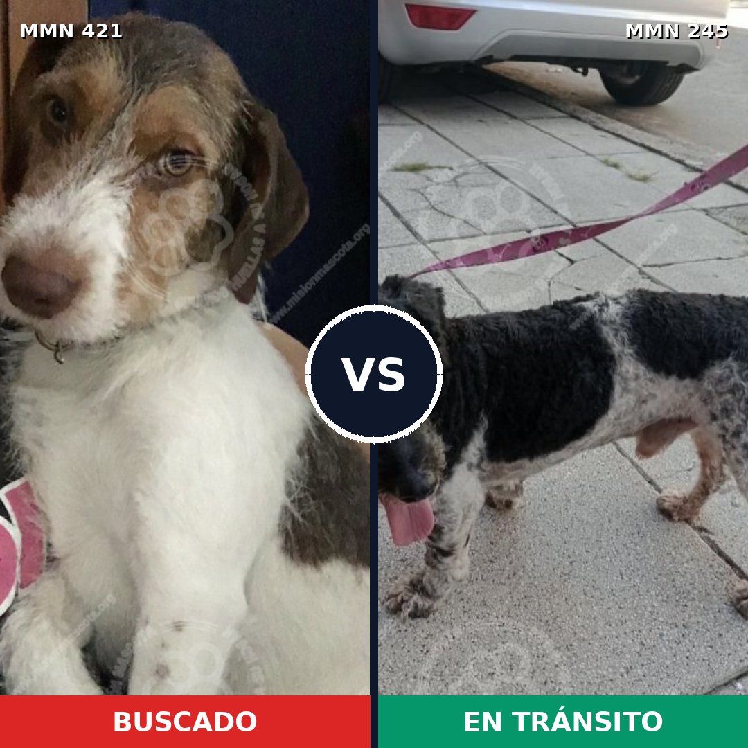 Comparativa MMS 11162: mascota perdida y mascota encontrada, 71% de similitud