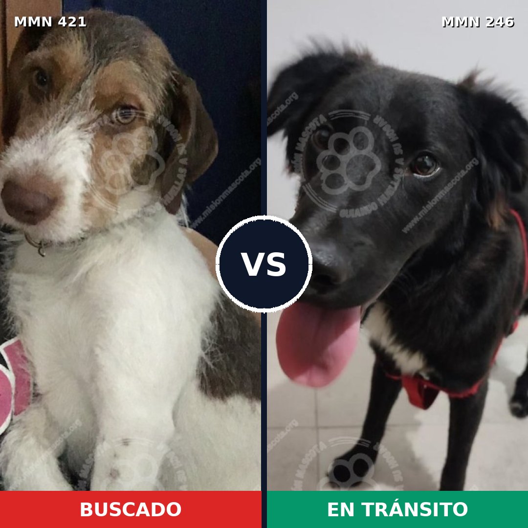 Comparativa MMS 11163: mascota perdida y mascota encontrada, 70% de similitud