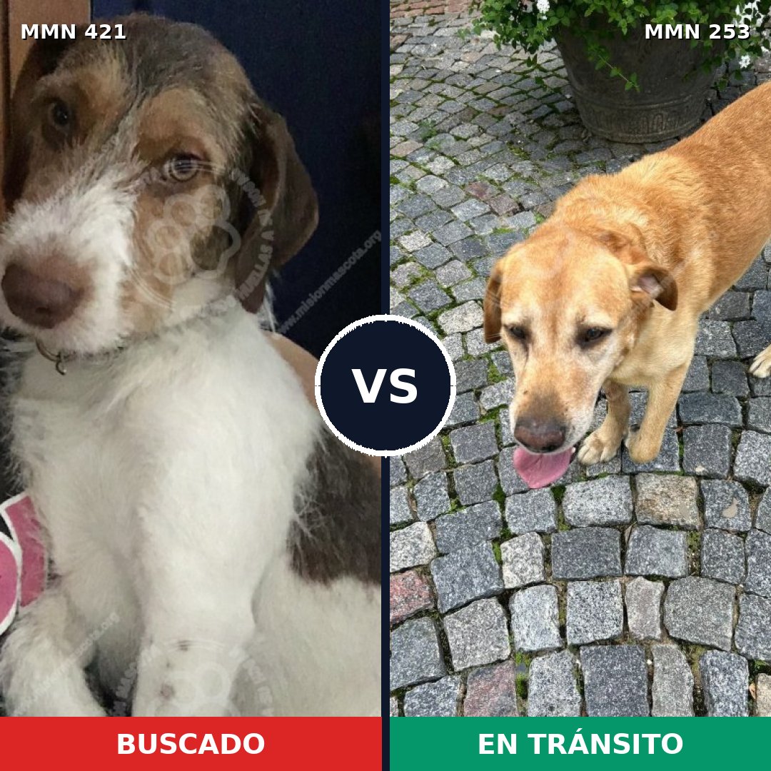 Comparativa MMS 11164: mascota perdida y mascota encontrada, 63% de similitud