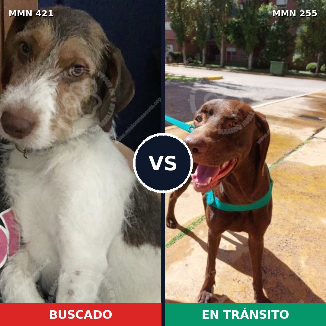 Comparativa MMS 11166: mascota perdida y mascota encontrada, 57% de similitud
