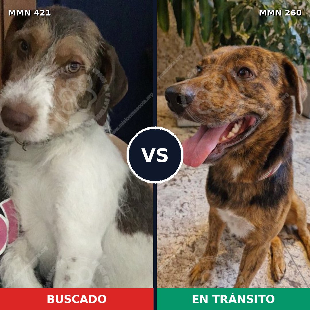 Comparativa MMS 11167: mascota perdida y mascota encontrada, 66% de similitud