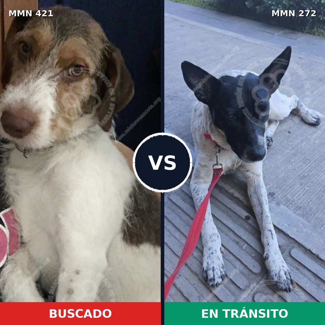 Comparativa MMS 11168: mascota perdida y mascota encontrada, 64% de similitud