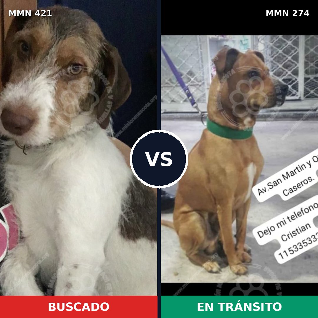 Comparativa MMS 11169: mascota perdida y mascota encontrada, 73% de similitud