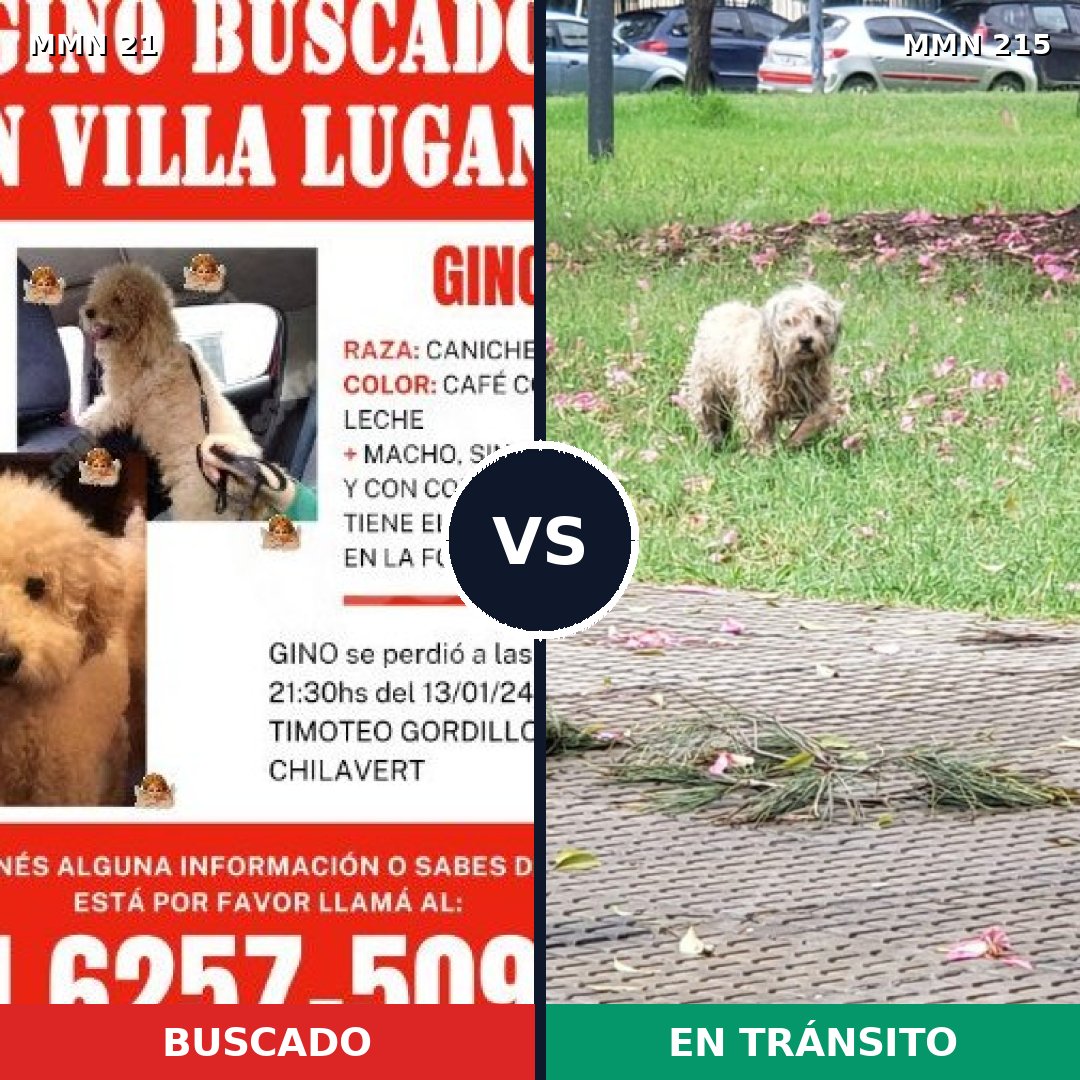 Comparativa MMS 1117: mascota perdida y mascota encontrada, 50% de similitud