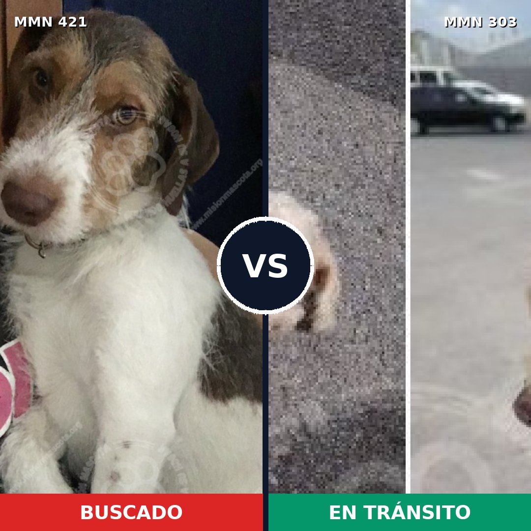 Comparativa MMS 11171: mascota perdida y mascota encontrada, 44% de similitud