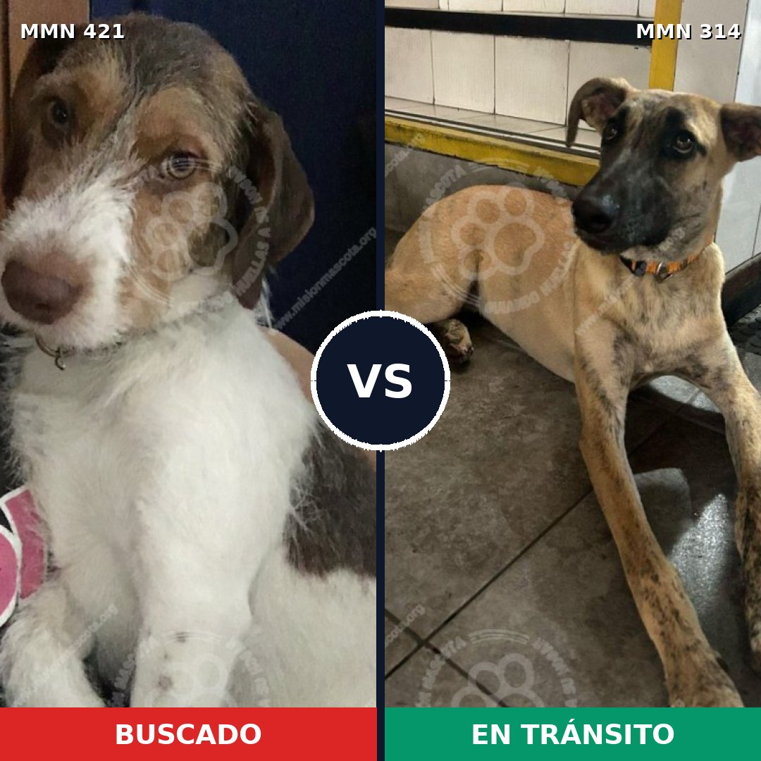 Comparativa MMS 11173: mascota perdida y mascota encontrada, 68% de similitud